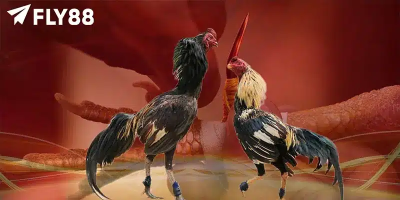 Đôi nét về đá gà cựa sắt